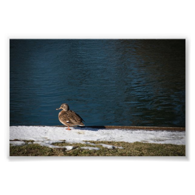 Foto Pato Solitário  (Frente)