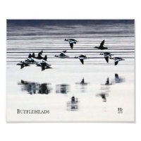 Patos Bufflehead no lago Higgins