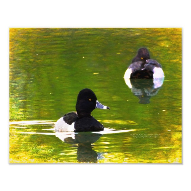 Foto Patos Com Casca Negra Pássaros Pretos e Brancos Ág (Frente)