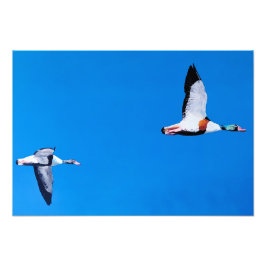 Foto Patos-mergulhões
