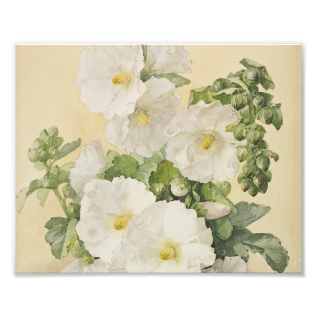 Foto Paul De Longpre - Hollyhocks 1901 (Frente)