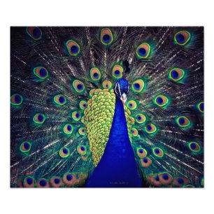 Foto Pavão Azul Cobalto