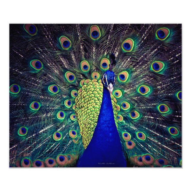 Foto Pavão Azul Cobalto (Frente)
