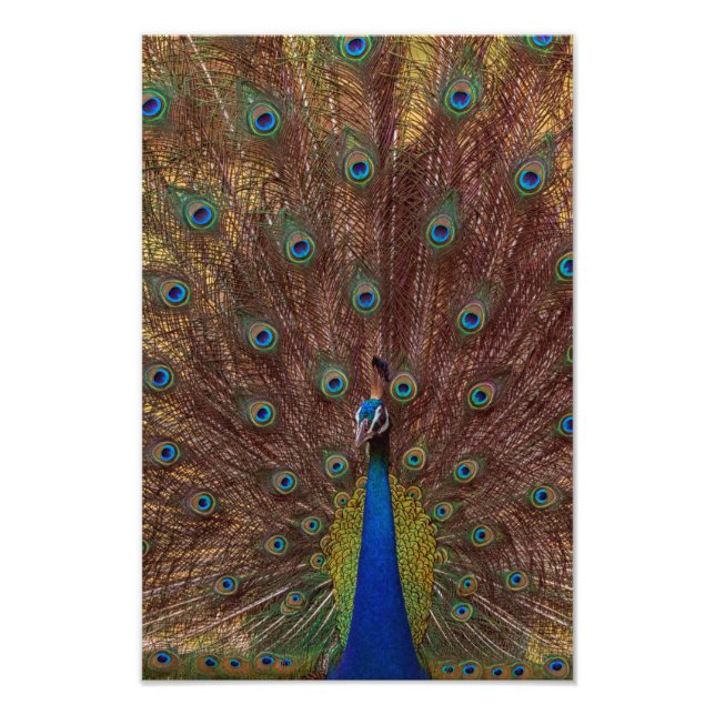 Foto Pavão Dançando (Retrato) (Frente)