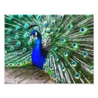 pavão pintado