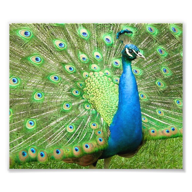 Foto Pavão se exibindo (Frente)