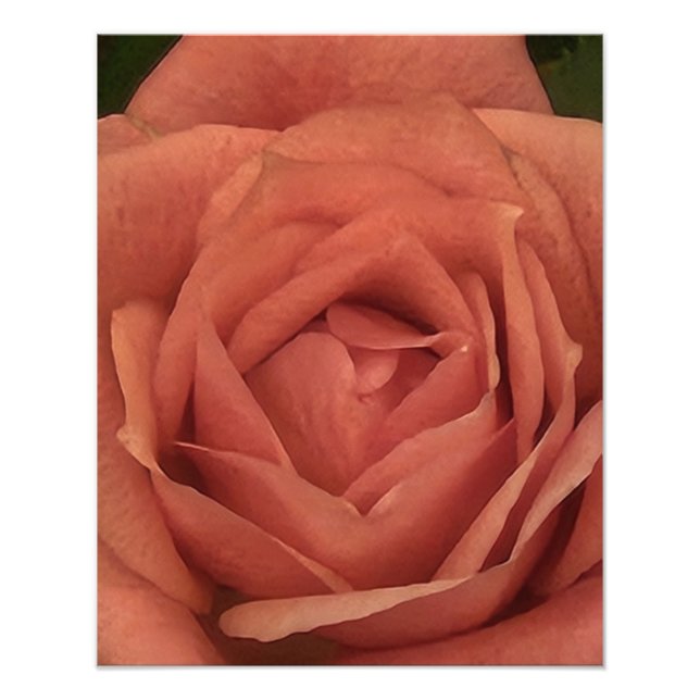 Foto Peachy Mini Rosa (Frente)