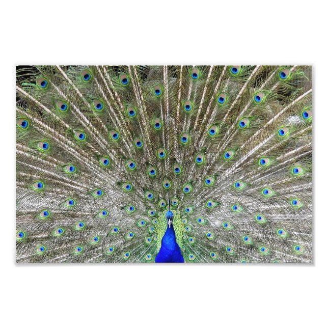 Foto Peacock (Frente)