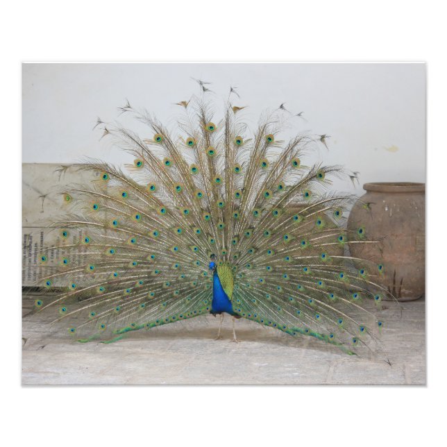 Foto Peacock (Frente)