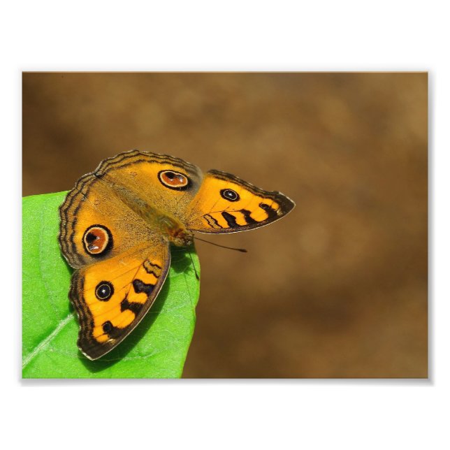 Foto Peacock Pansy (Frente)