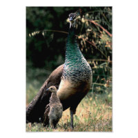 Peacocks
