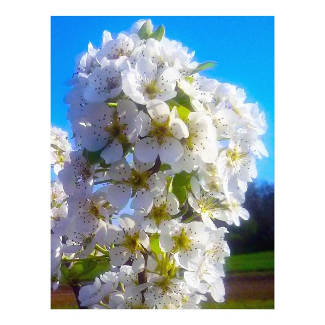 Foto Pear Blossoms (Frente)