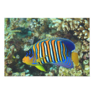 Foto Peixe-ângel-real juvenil Pygoplites