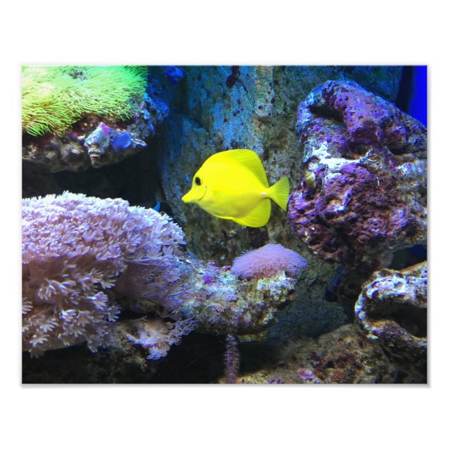 Foto Peixe-anjo Amarelo (Frente)