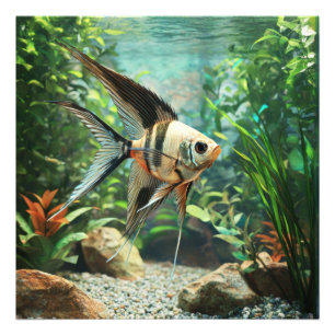 Foto Peixe-anjo nadando em aquário de água doce