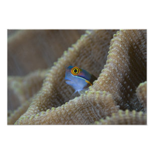 Foto peixe Blenny Blenniidae) espreitando a cabeça para
