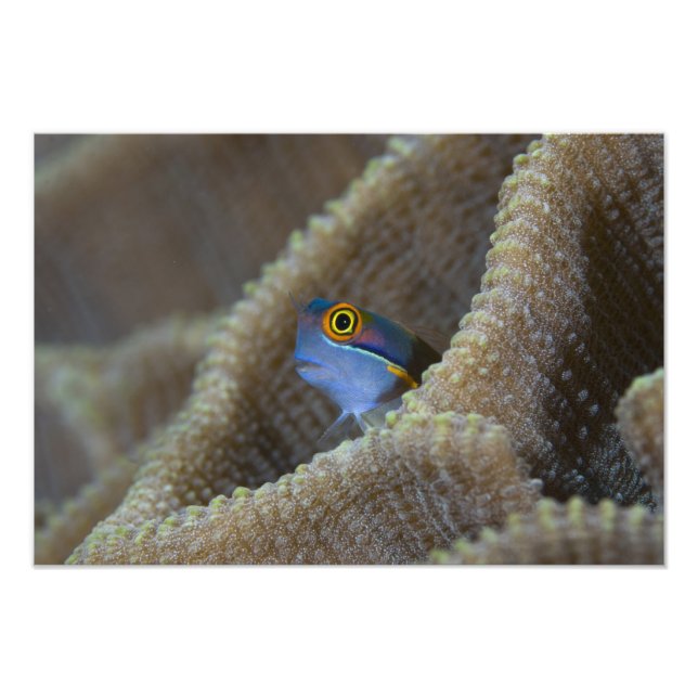 Foto peixe Blenny Blenniidae) espreitando a cabeça para (Frente)