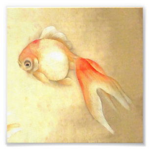 Foto Peixe Goldfish