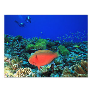 Foto Peixe-papagaio Cabeça-de-Carneiro Scarus