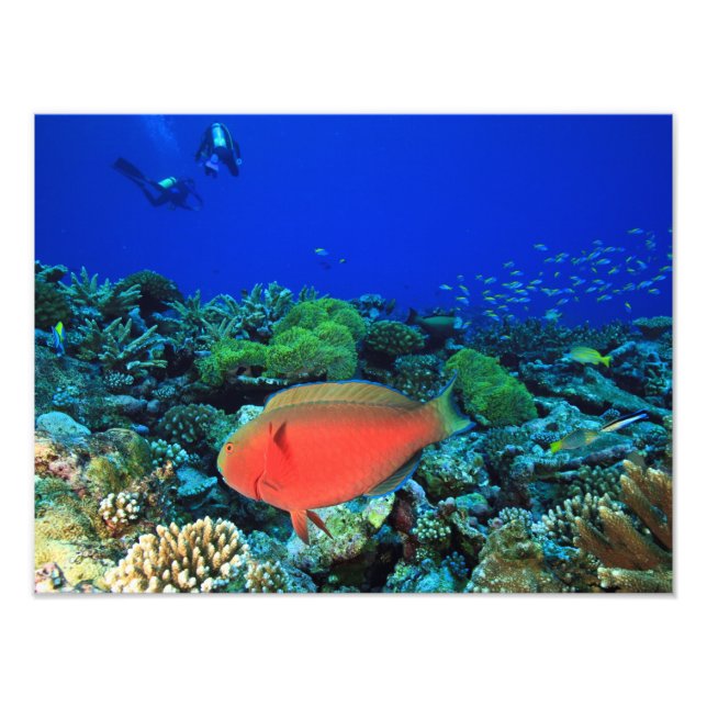 Foto Peixe-papagaio Cabeça-de-Carneiro Scarus (Frente)