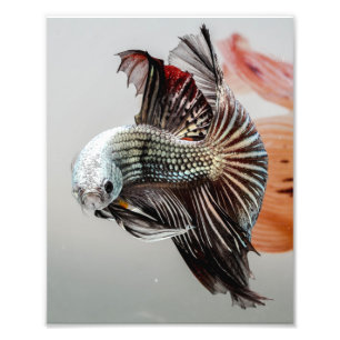 Foto Peixes de Betta