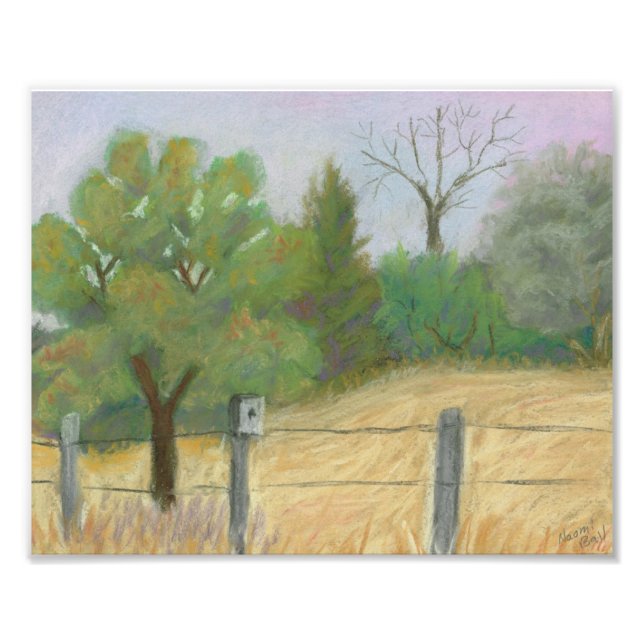 Foto Peixes e espécies selvagens (Frente)