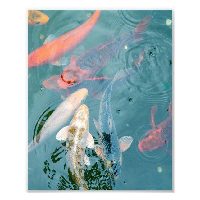 Foto Peixes Koi Nadando no Lago (Frente)