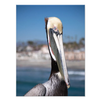 Foto Pelican
