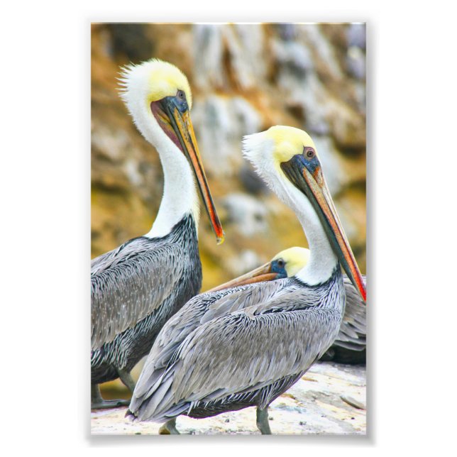 FOTO PELICAN BOGO (Frente)