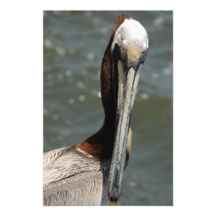 Foto Pelican olhando para mim