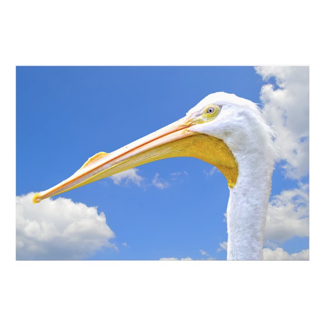 Foto Pelicano Branco Americano (Frente)