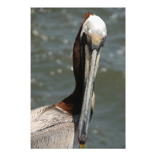 Foto Pelicano na natureza