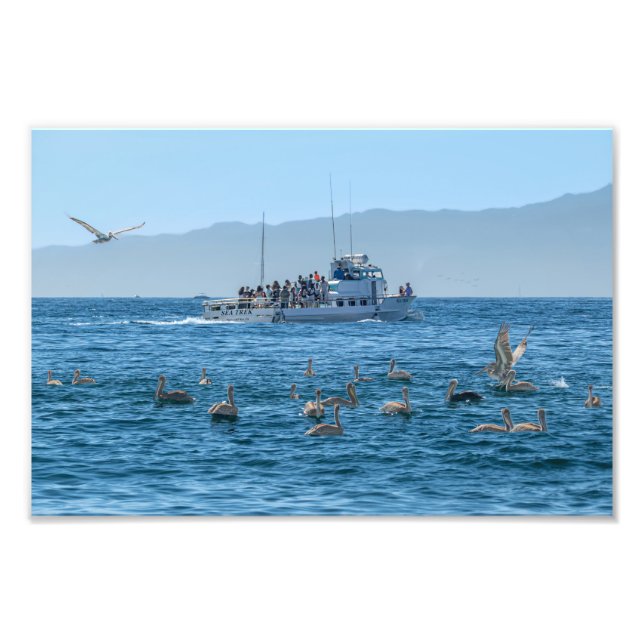 Foto Pelicanos Basking & Boat - Marina Del Rey, CA (Frente)