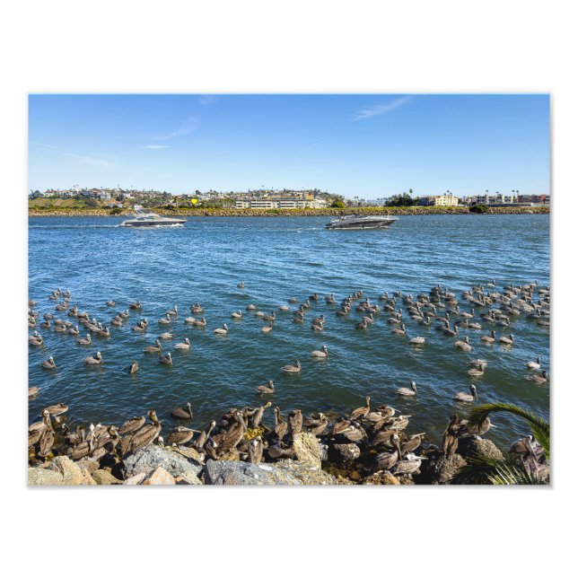 Foto Pelicanos Basking - Marina Del Rey, CA (Frente)