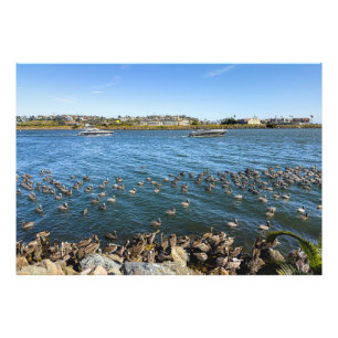 Foto Pelicanos Basking - Marina Del Rey, CA