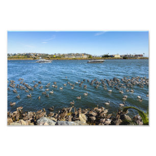 Foto Pelicanos Basking - Marina Del Rey, CA