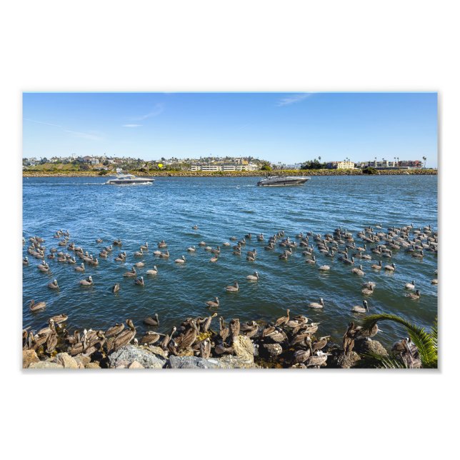 Foto Pelicanos Basking - Marina Del Rey, CA (Frente)
