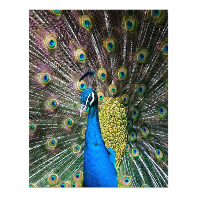 Foto Penas de pássaro azul-indiano e verde-pavão, apres (Frente)