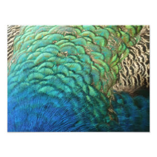 Foto Penas de Pavão I Desenho Abstrato Colorido da Natu