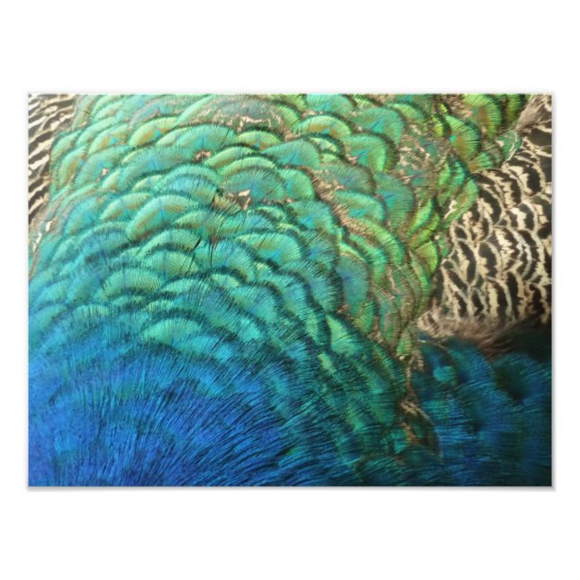 Foto Penas de Pavão I Desenho Abstrato Colorido da Natu (Frente)