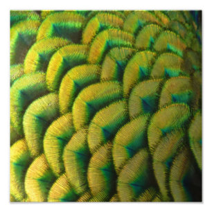 Foto Penas de Pavão II Natureza Colorida