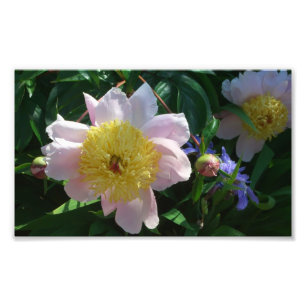 Foto Pêonias Rosa e Amarelas Belo Jardim Floral