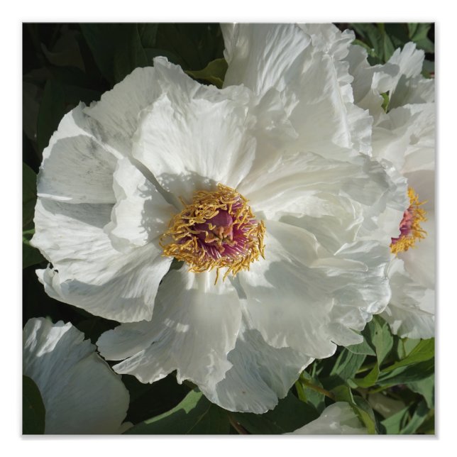Foto Peony em árvore de 12"x12" (Frente)