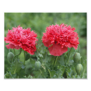 Foto Peony Poppy Flower in Bloom