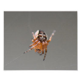 Foto Pequena Aranha Laranja Fofa