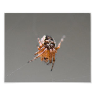 Foto Pequena Aranha Laranja Fofa