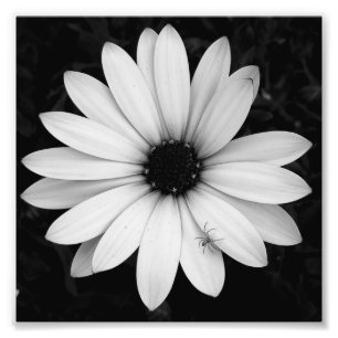 Foto Pequena aranha preta e branca em flor