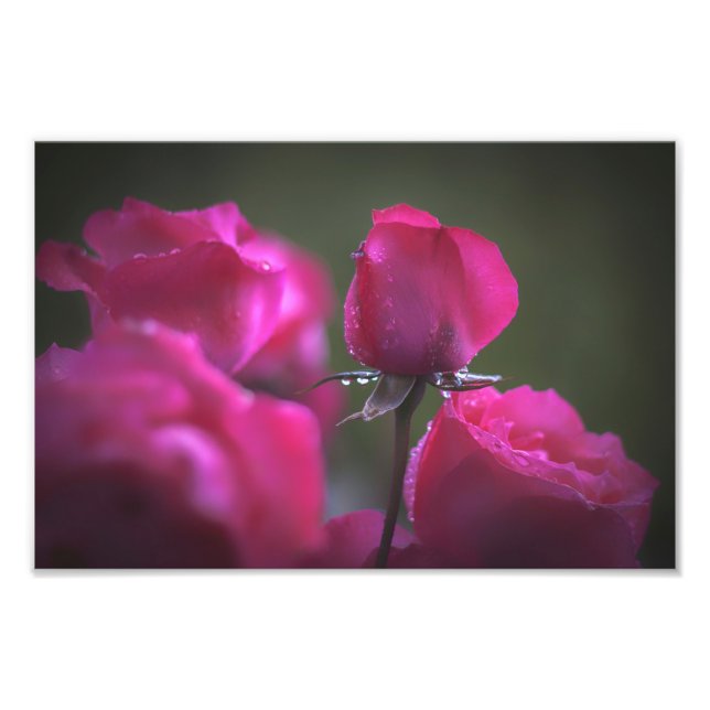 Foto Pequeno Buquê de Rosas Rosa (Paisagem) (Frente)