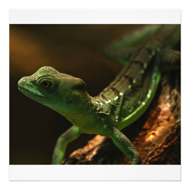 Foto Pequeno Lagarto (Frente)