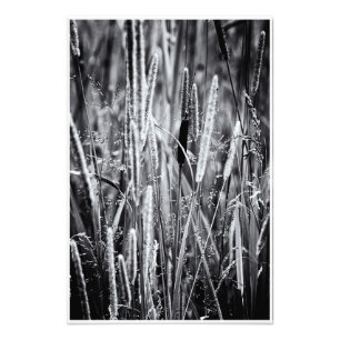 Foto Pequeno Touro Rush Marsh Grass Preto e Branco